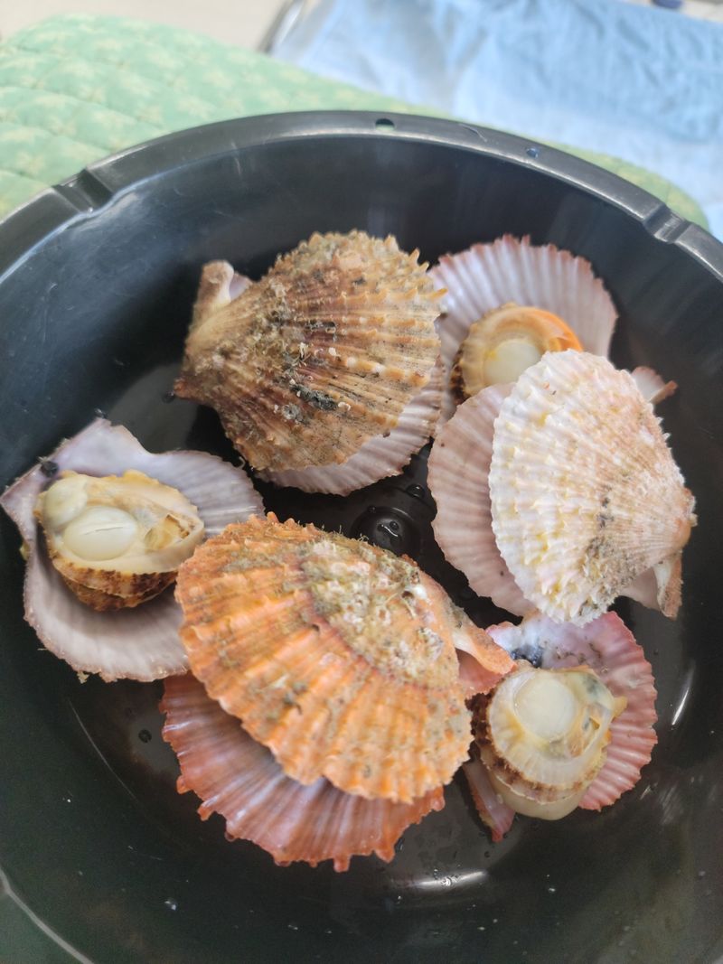 장터 상품 [비단가리비1키로8천원] 썸네일