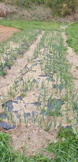 팜모닝 마늘·일상 게시글 이미지