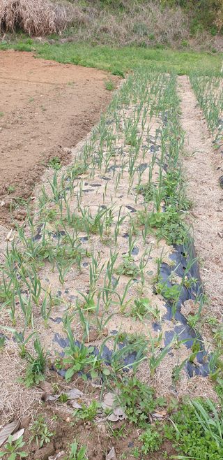 코람데오창조농장님의 마늘 · 일상 작성글 사진