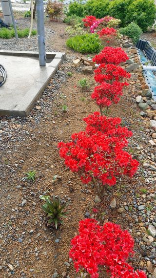 임곡농장김향중님의 사과 · 일상 작성글 사진