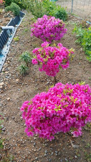 임곡농장김향중님의 사과 · 일상 작성글 사진