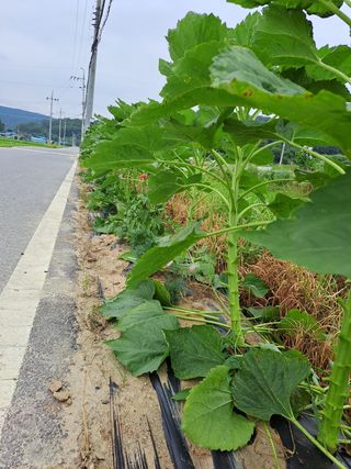권 명주 님의 우리동네 · 무료나눔 작성글 사진