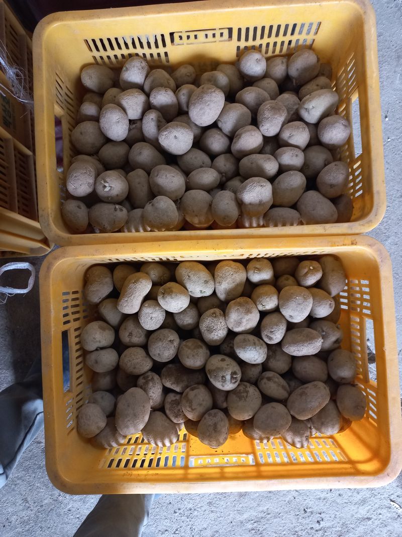 장터 상품 [감자씨ㅡ두백] 썸네일