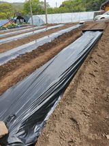 팜모닝 고추·토양준비 게시글 이미지