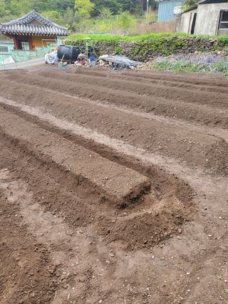 김윤철님의 고추 · 토양준비 작성글 사진