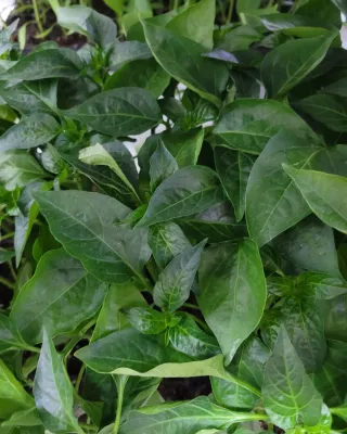 정호영님의 우리동네 · 동네수다 작성글 사진