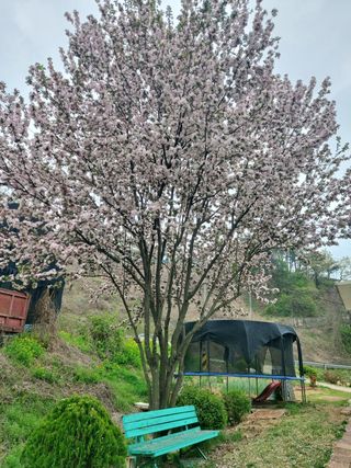 베리맘님의 블루베리 · 자유게시판 작성글 사진