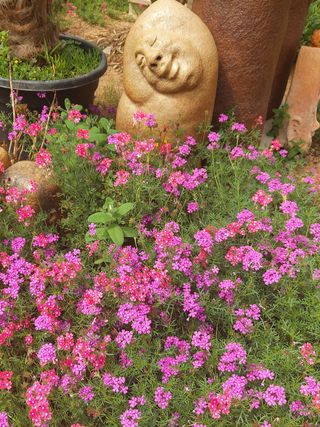 베리맘님의 블루베리 · 자유게시판 작성글 사진