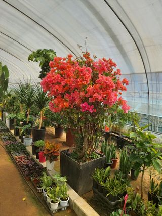 베리맘님의 블루베리 · 자유게시판 작성글 사진