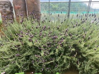 베리맘님의 블루베리 · 자유게시판 작성글 사진