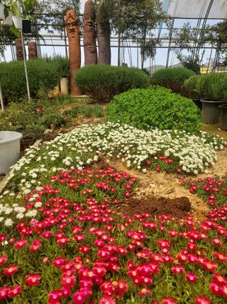 베리맘님의 블루베리 · 자유게시판 작성글 사진