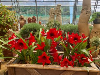 베리맘님의 블루베리 · 자유게시판 작성글 사진