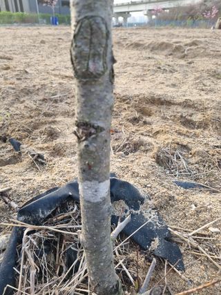 송용찬님의 복숭아 · 병해충상담 작성글 사진