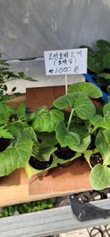 팜모닝 호박·자유게시판 게시글 이미지