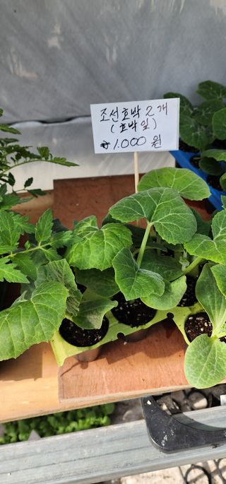 이희연님의 호박 · 자유게시판 작성글 사진