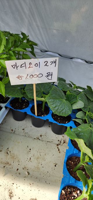 이희연님의 오이 · 자유게시판 작성글 사진