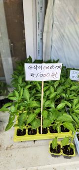 팜모닝 고추·품종•종자 게시글 이미지