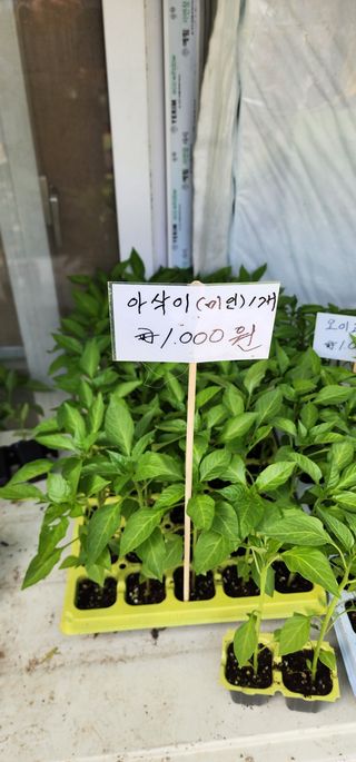 이희연님의 고추 · 품종•종자 작성글 사진