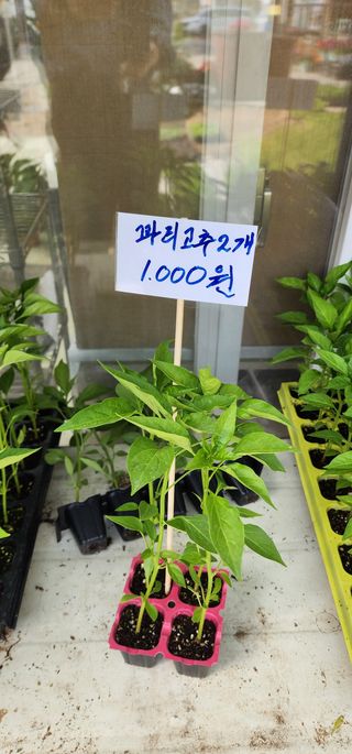 이희연님의 고추 · 품종•종자 작성글 사진