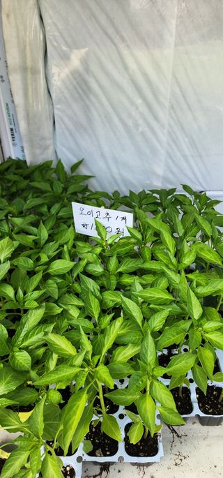 이희연님의 고추 · 품종•종자 작성글 사진