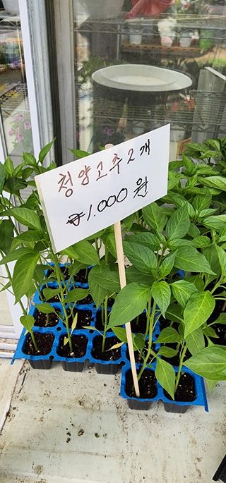 이희연님의 고추 · 품종•종자 작성글 사진