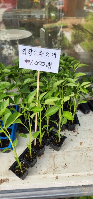 이희연님의 고추 · 품종•종자 작성글 사진