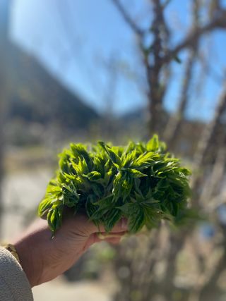 하슬라청년농부님의 자유주제 · 자유게시판 작성글 사진