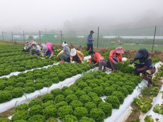 임동현님의 상추 · 자유게시판 작성글 사진