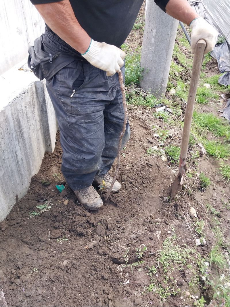 장터 상품 [두릅] 썸네일