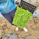 팜모닝 기타작물·자유게시판 게시글 이미지