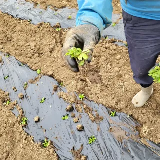 안영매(터실농장)님의 기타작물 · 자유게시판 작성글 사진