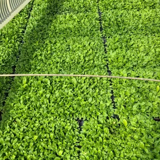 안영매(터실농장)님의 기타작물 · 자유게시판 작성글 사진