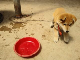 숲등농장 달밭사과님의 자유주제 · 자유게시판 작성글 사진