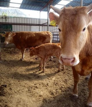 숲등농장 달밭사과님의 자유주제 · 자유게시판 작성글 사진