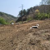 팜모닝 두릅·삽목•정식 게시글 이미지