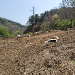 Kbcn님의 두릅 · 삽목•정식 작성글 사진