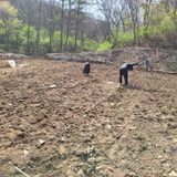 Kbcn님의 두릅·삽목•정식 작성글 사진