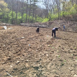 Kbcn님의 두릅 · 삽목•정식 작성글 사진