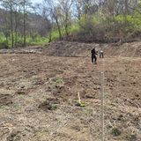 Kbcn님의 두릅·삽목•정식 작성글 사진