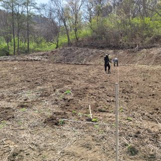 Kbcn님의 두릅 · 삽목•정식 작성글 사진