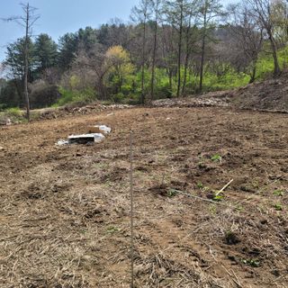 Kbcn님의 두릅 · 삽목•정식 작성글 사진