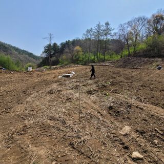 Kbcn님의 두릅 · 삽목•정식 작성글 사진