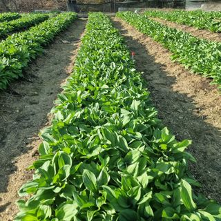 이종권님의 기타작물 · 자유게시판 작성글 사진