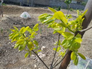 정주님의 감 · 자유게시판 작성글 사진