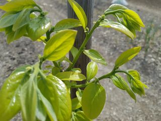 정주님의 감 · 자유게시판 작성글 사진