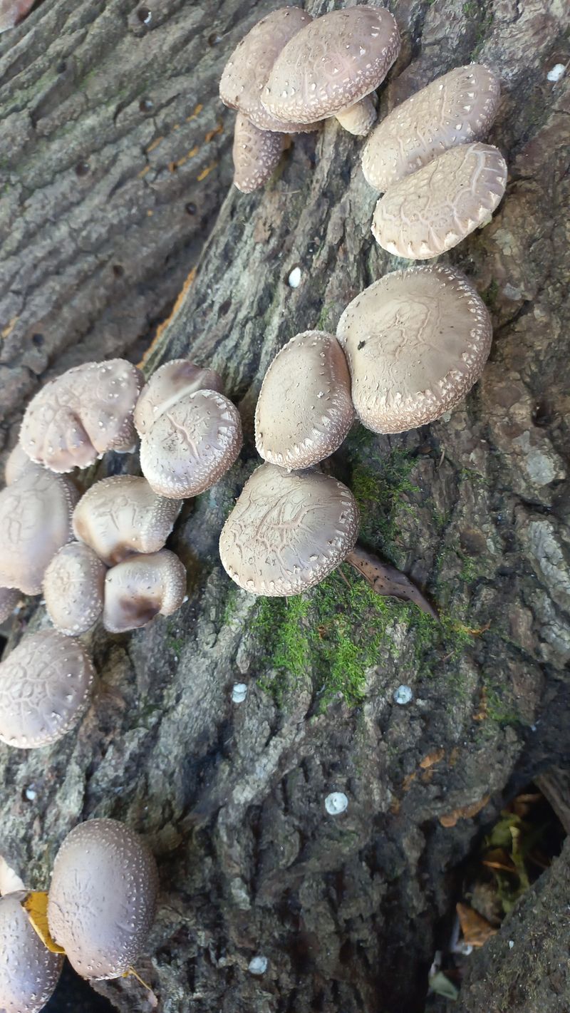 장터 상품 [표고지금수확나무 판매] 썸네일