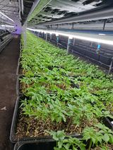 팜모닝 기타작물·자유게시판 게시글 이미지