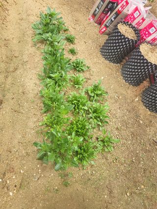 짱순이연속8월출석왕님의 시금치 · 일상 작성글 사진