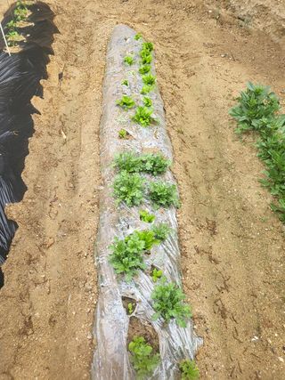 짱순이연속8월출석왕님의 상추 · 자유게시판 작성글 사진