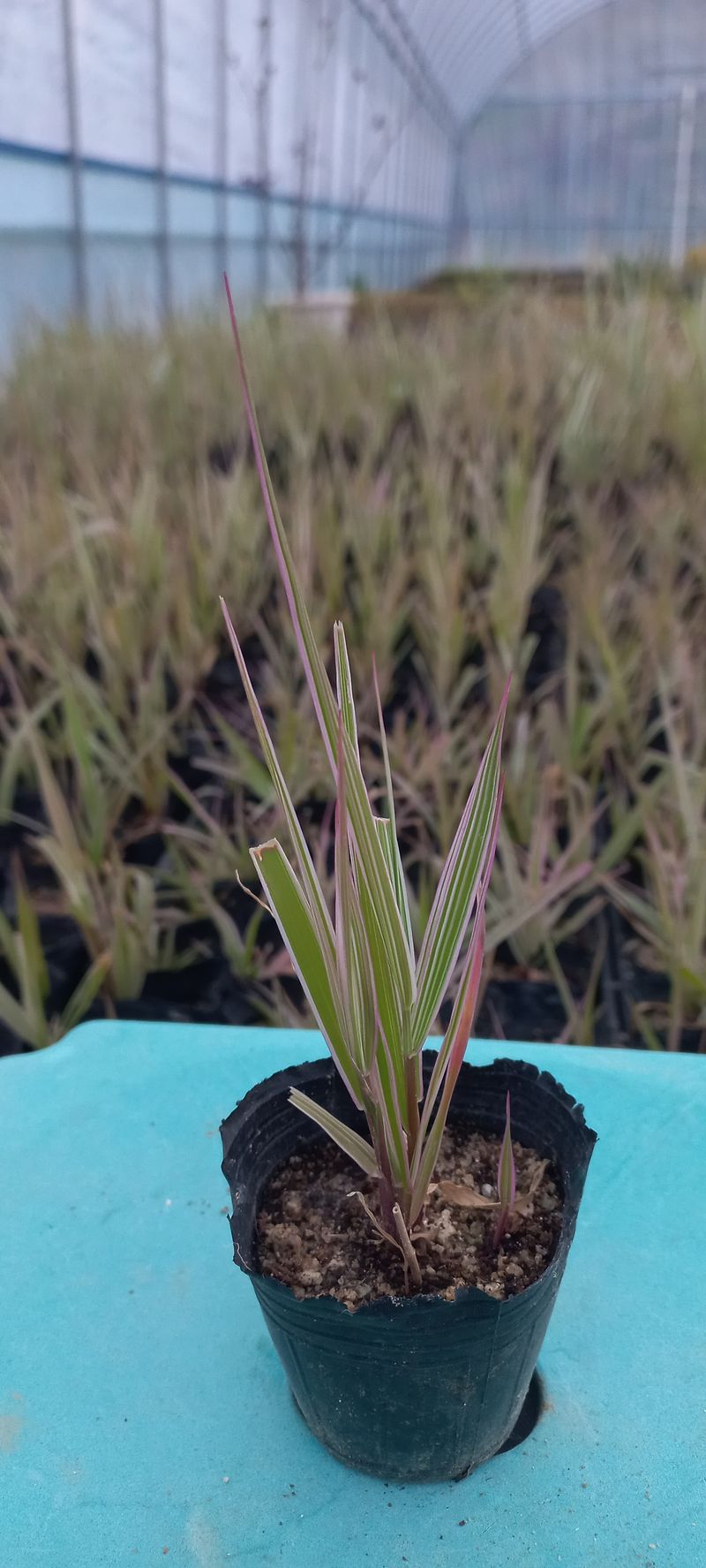 장터 상품 [♡흰갈풀♡ 8cm포트] 썸네일